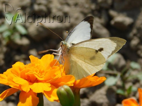 Pieris brassicae