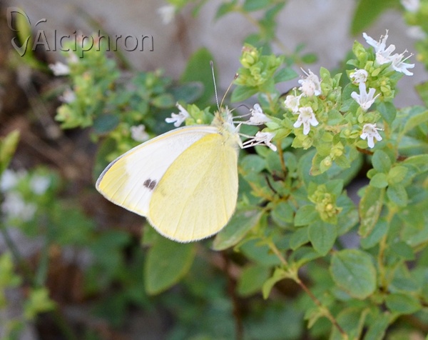 Pieris mannii