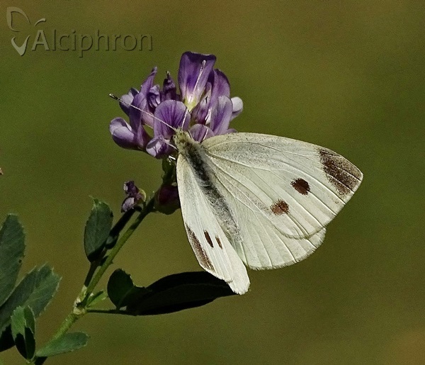 Pieris rapae