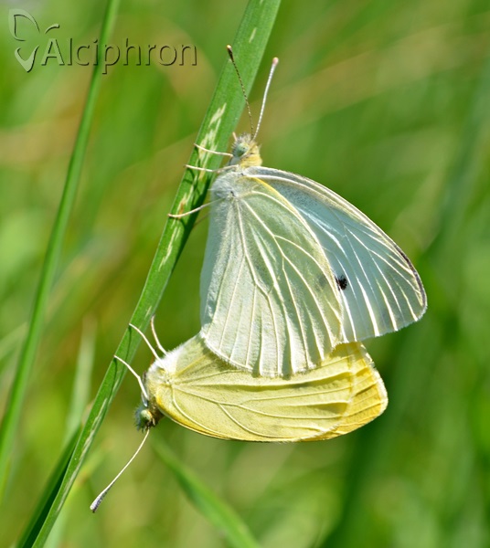 Pieris rapae