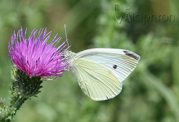 Pieris rapae