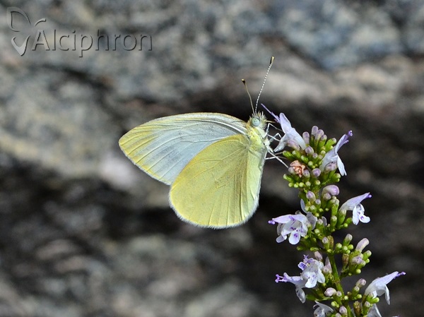 Pieris ergane
