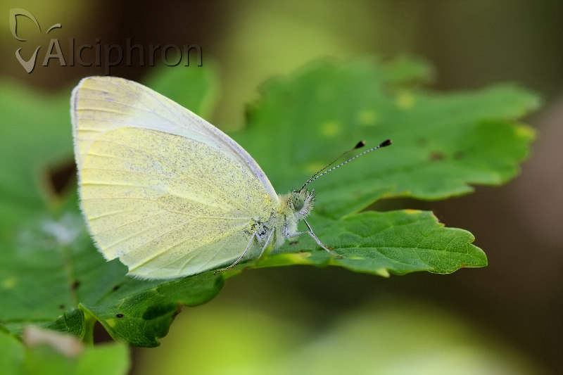 Pieris ergane