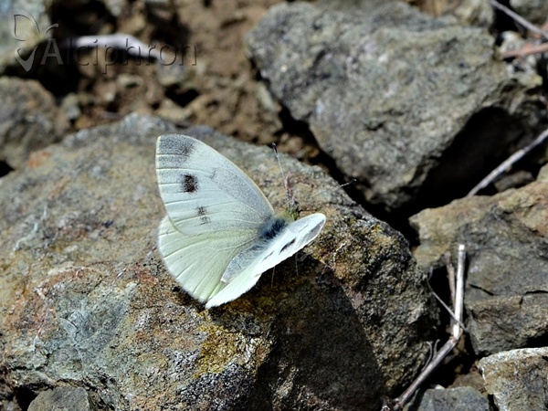 Pieris ergane