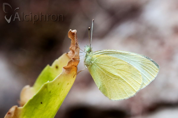 Pieris ergane