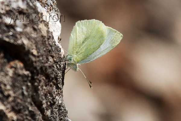 Pieris ergane