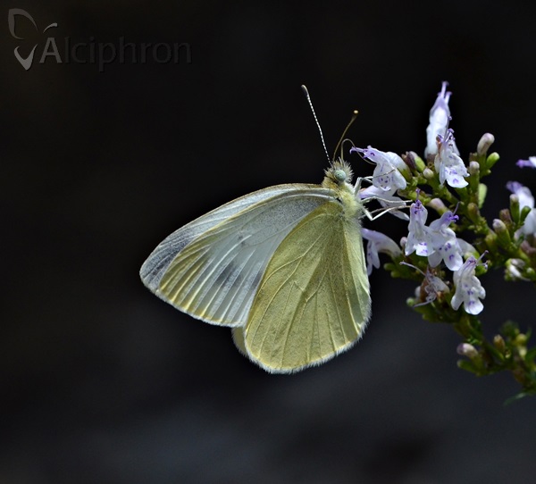 Pieris ergane