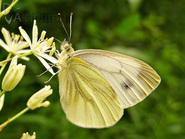 Pieris napi