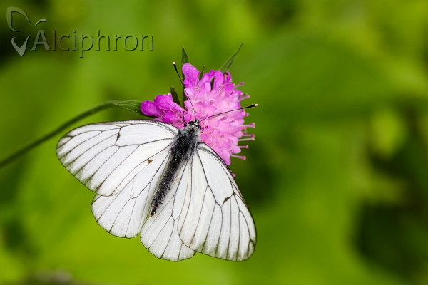 Aporia crataegi
