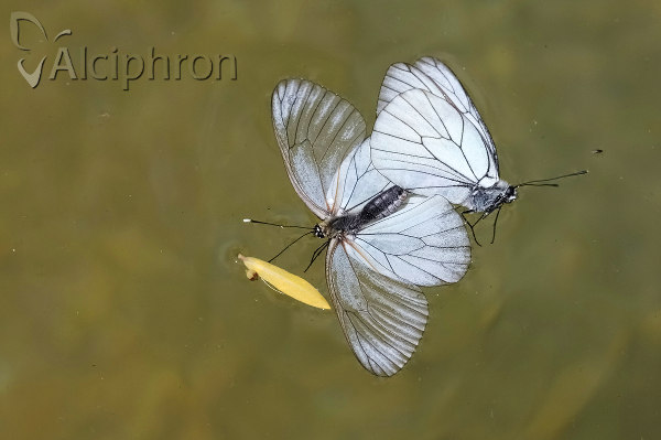 Aporia crataegi