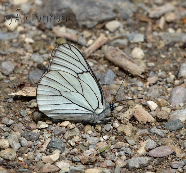 Aporia crataegi