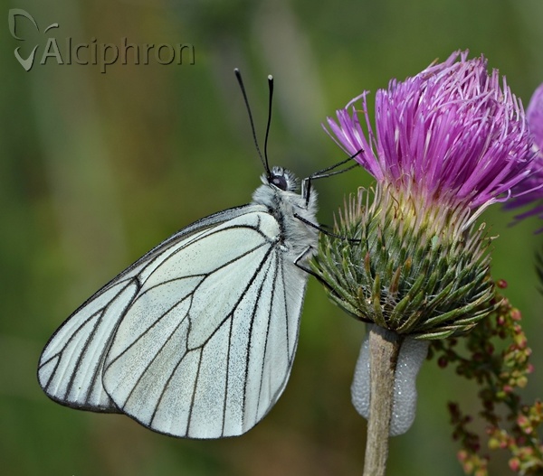 Aporia crataegi