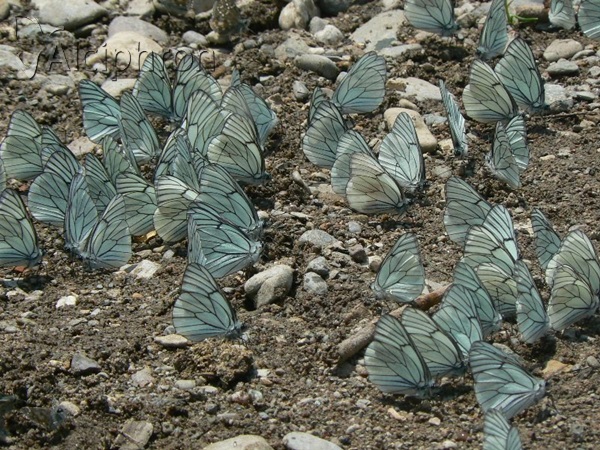 Aporia crataegi