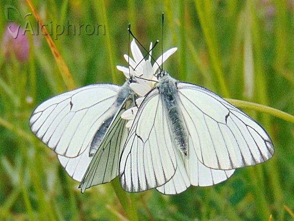 Aporia crataegi