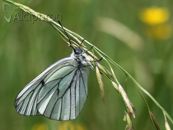 Aporia crataegi