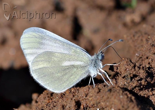 Leptidea sinapis