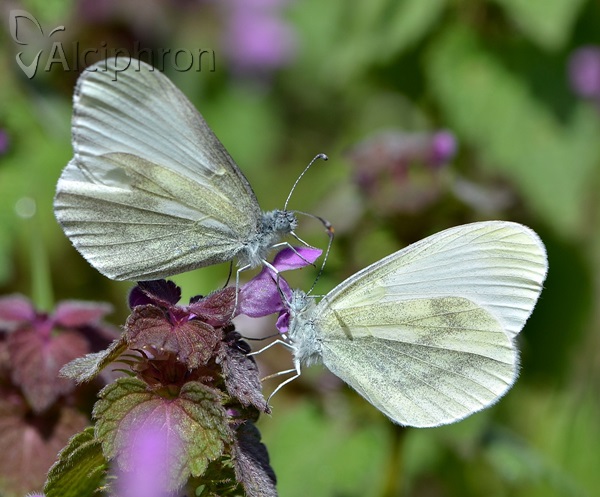 Leptidea sinapis