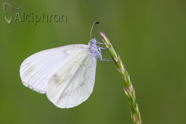Leptidea sinapis