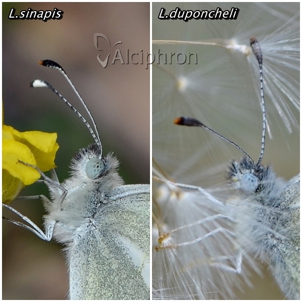 Leptidea sinapis