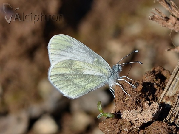 Leptidea sinapis