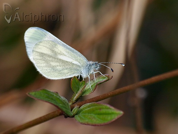 Leptidea sinapis