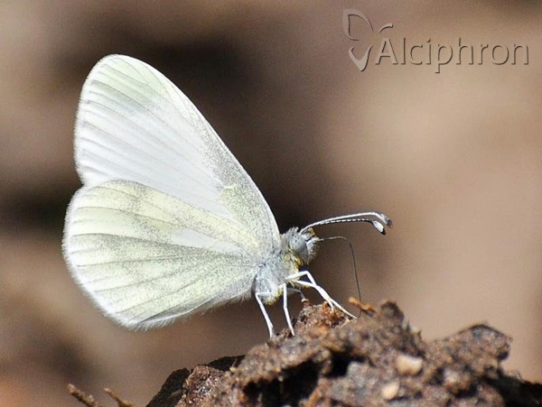 Leptidea sinapis