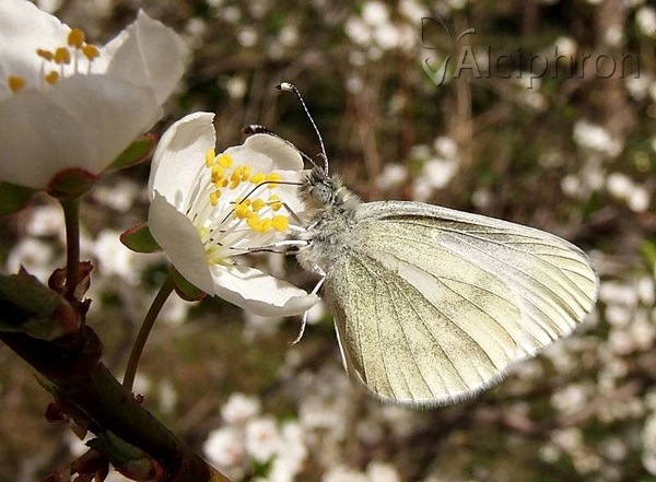 Leptidea sinapis