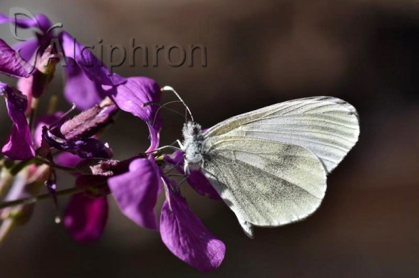 Leptidea sinapis