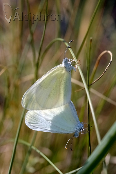 Leptidea duponcheli