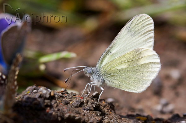 Leptidea duponcheli
