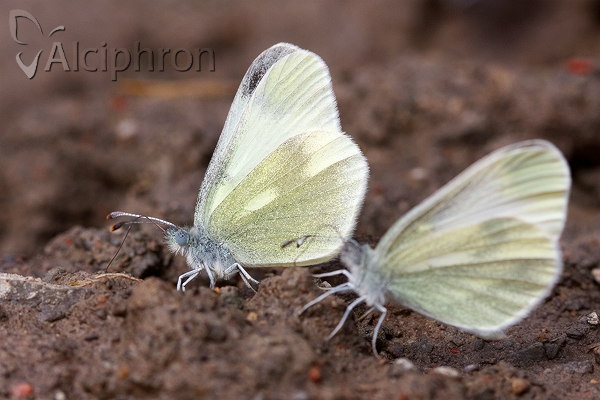 Leptidea duponcheli