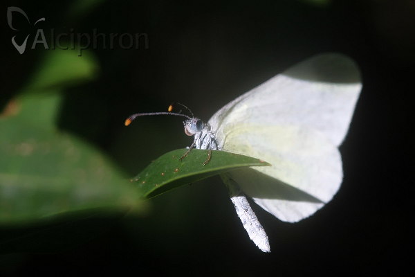 Leptidea duponcheli