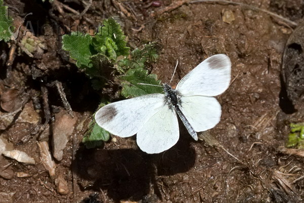 Leptidea duponcheli