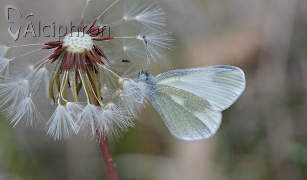 Leptidea duponcheli