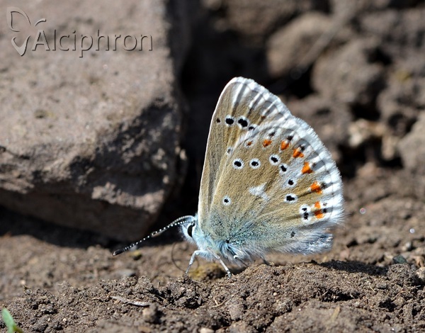 Polyommatus dorylas