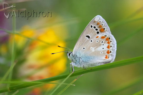 Polyommatus dorylas