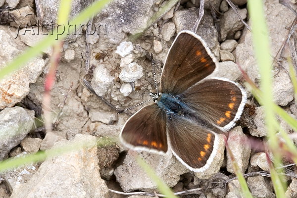 Polyommatus dorylas