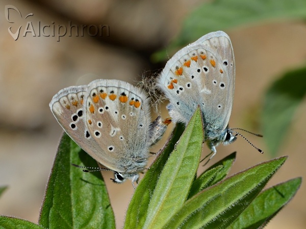 Polyommatus dorylas