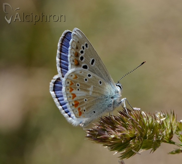 Polyommatus dorylas