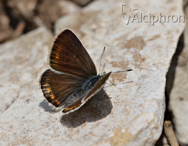 Polyommatus dorylas