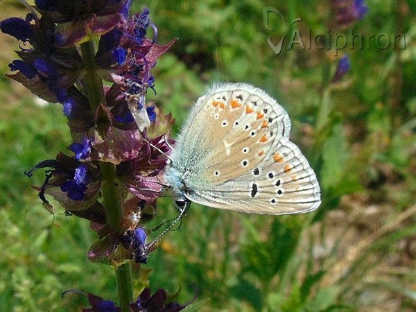 Polyommatus dorylas