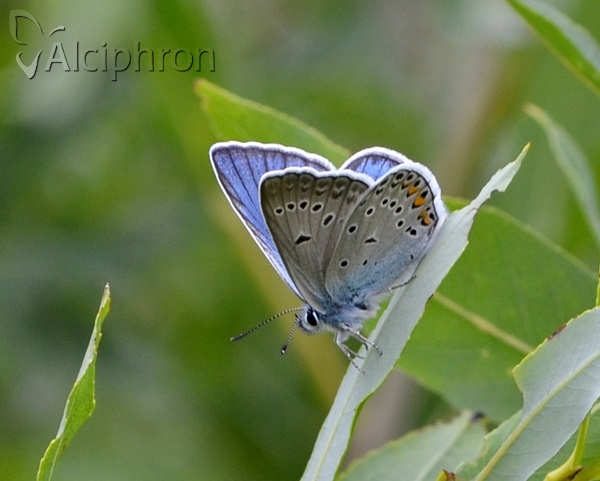 Polyommatus amandus