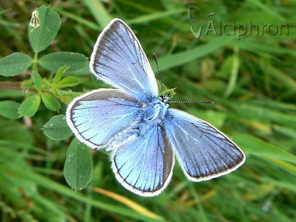 Polyommatus amandus