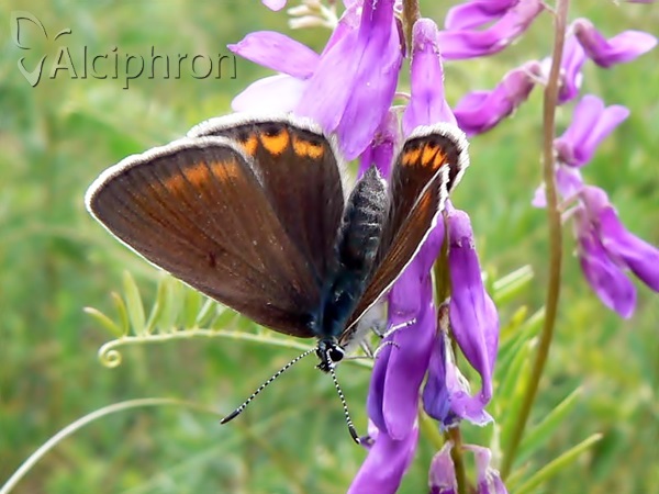 Polyommatus amandus