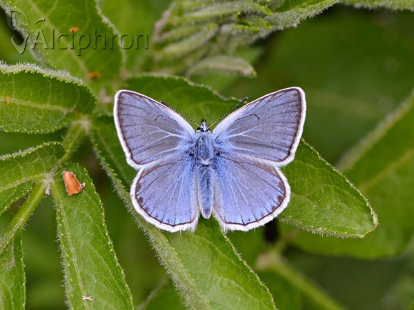 Polyommatus amandus