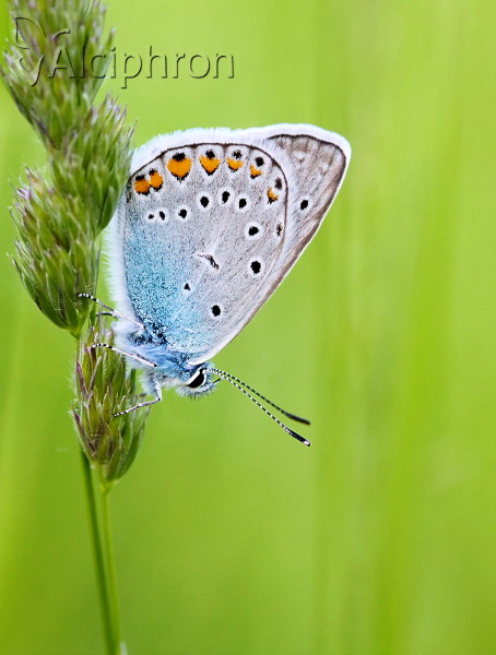 Polyommatus amandus