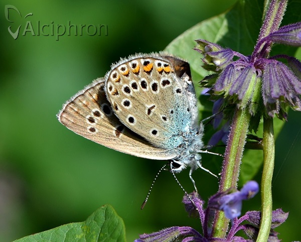 Polyommatus amandus