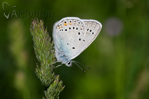 Polyommatus amandus