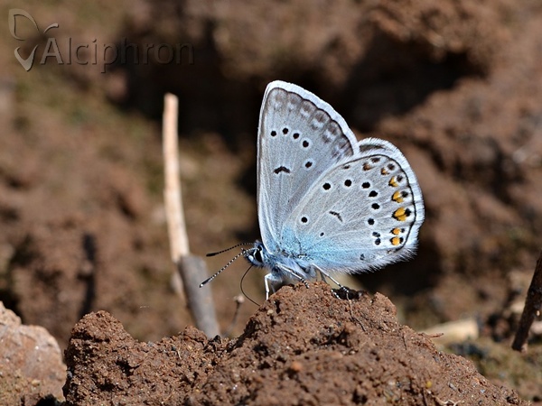 Polyommatus amandus