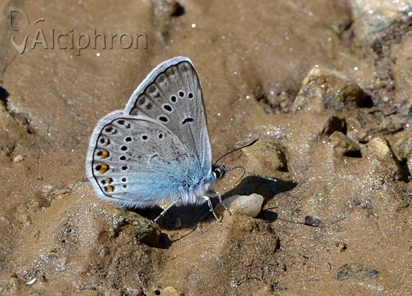Polyommatus amandus
